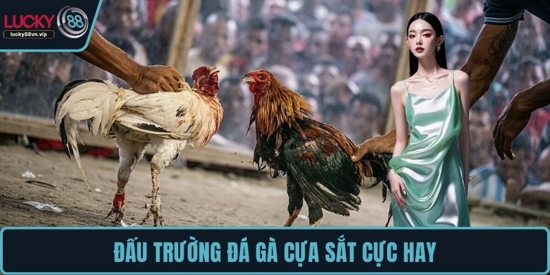 Đấu trường đá gà cựa sắt cực hay