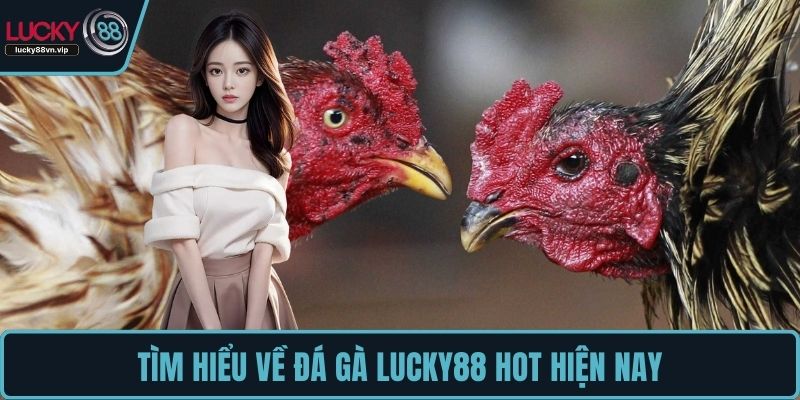 Tìm hiểu về đá gà LUCKY88 hot hiện nay